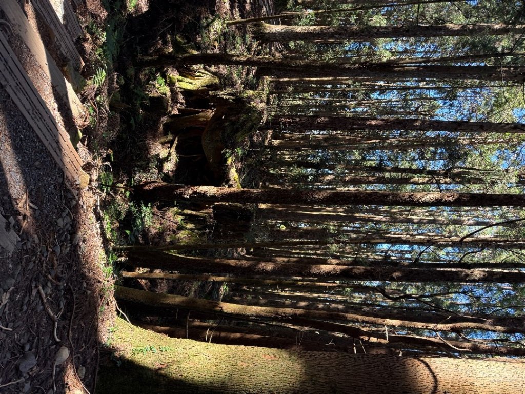 1141122特富野古道_2945861