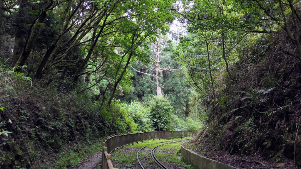 阿里山森遊區-祝山,對高岳步道_2537041