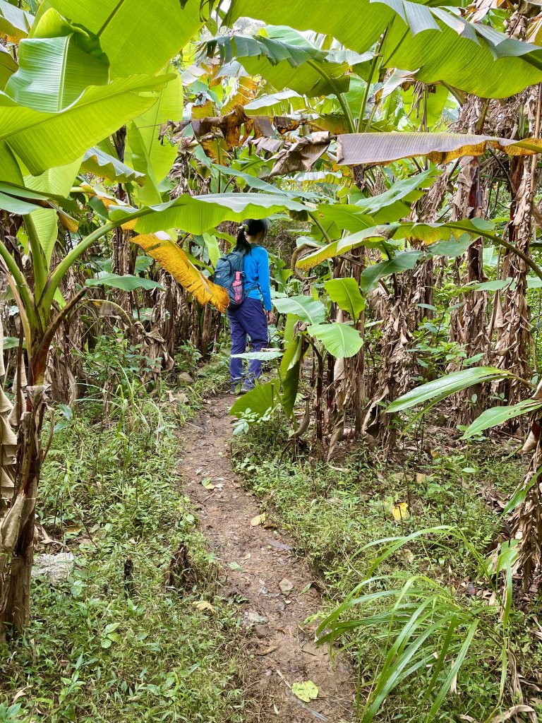 黃金十稜 龍洞稜 和美山登草山_1220993