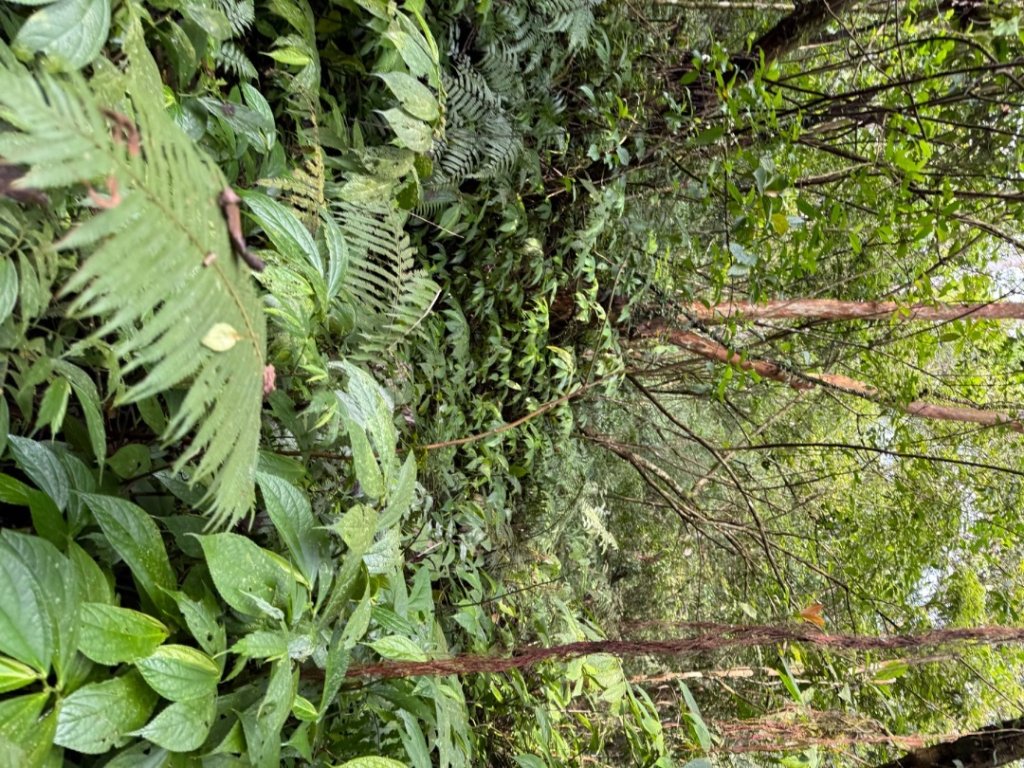 桂山路197巷 》呂奔山北峰 》呂奔山 》阿玉壩_2755800