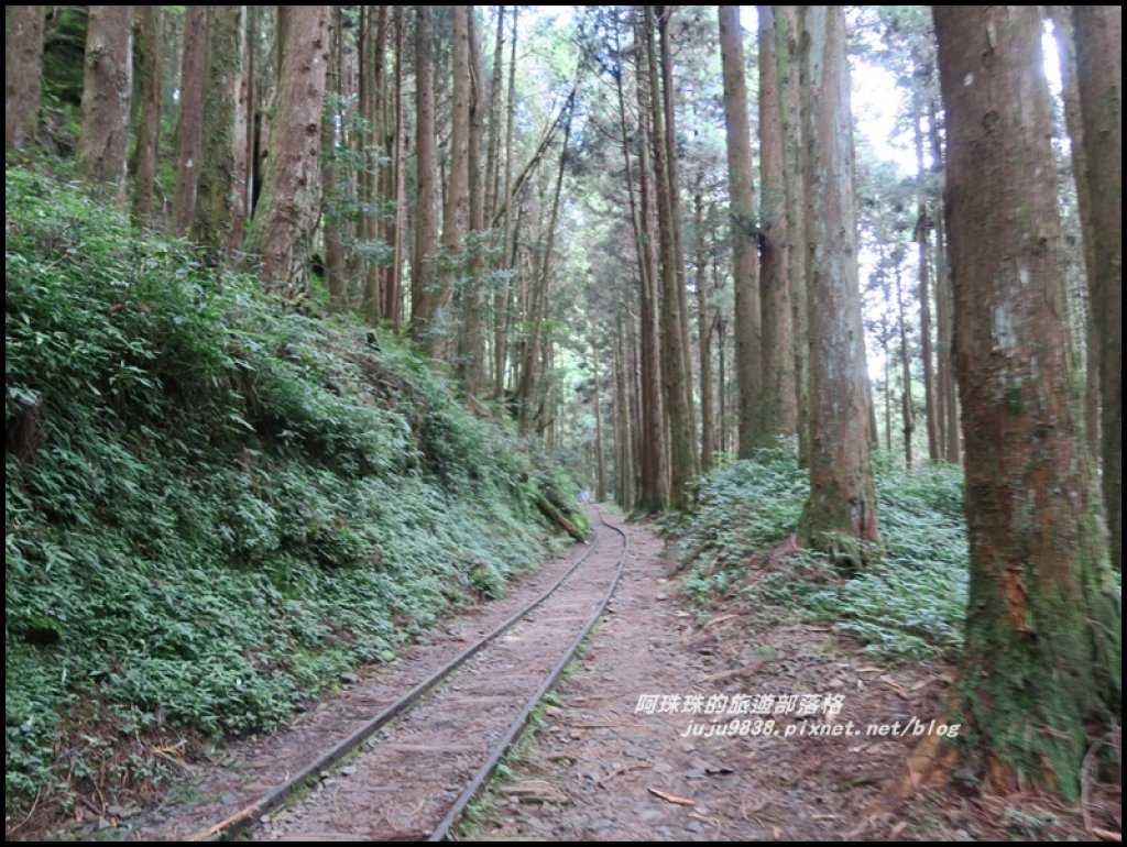 嘉義。特富野古道。鐵道森林最美的步道_422559