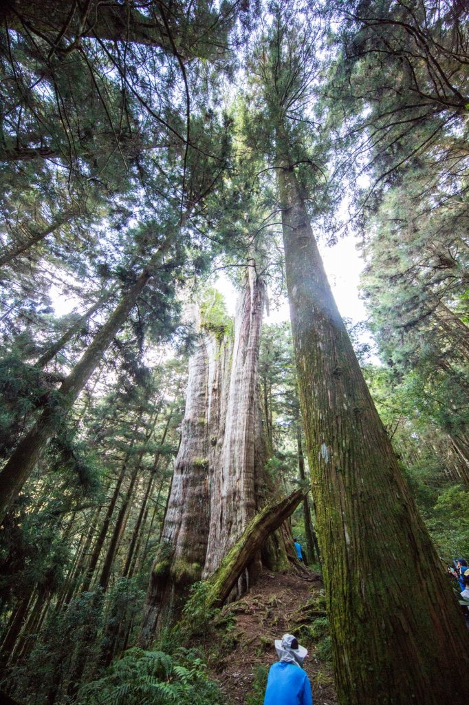 水樣森林 第一次在山裡過夜_659600