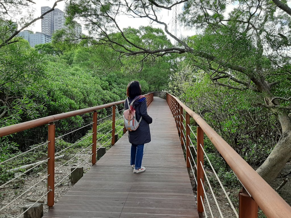 紅樹林生態步道 - 全臺最大的水筆仔森林_776021