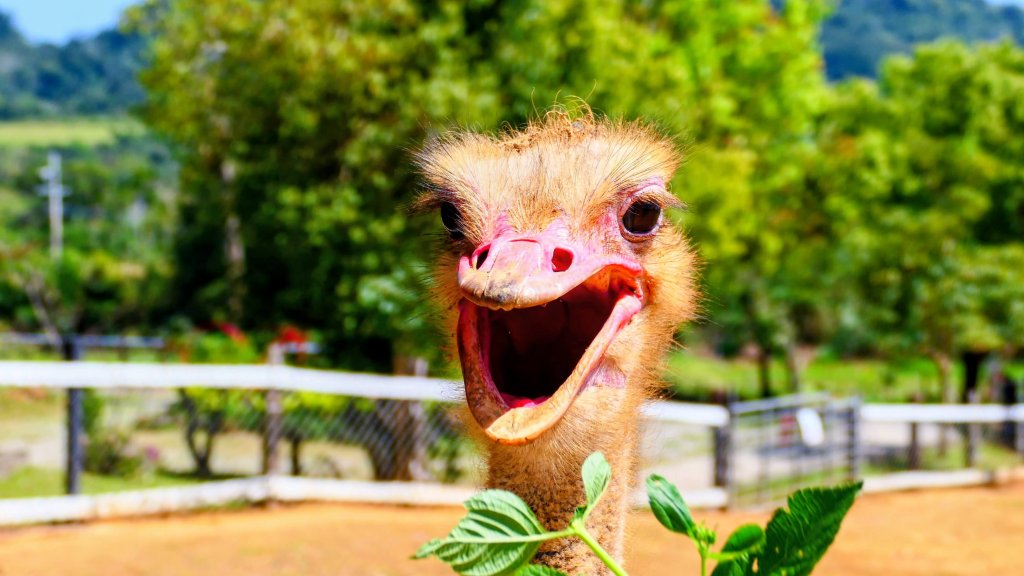 台東原生應用植物園封面圖