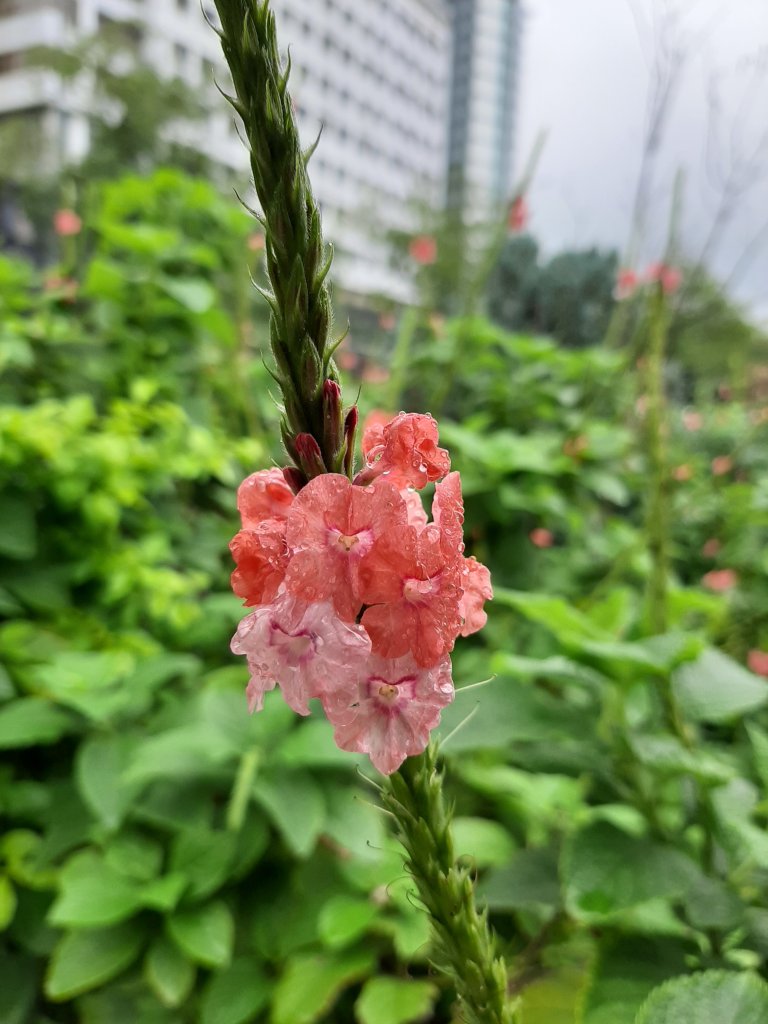 大安森林公園、國家攝影文化中心_792849