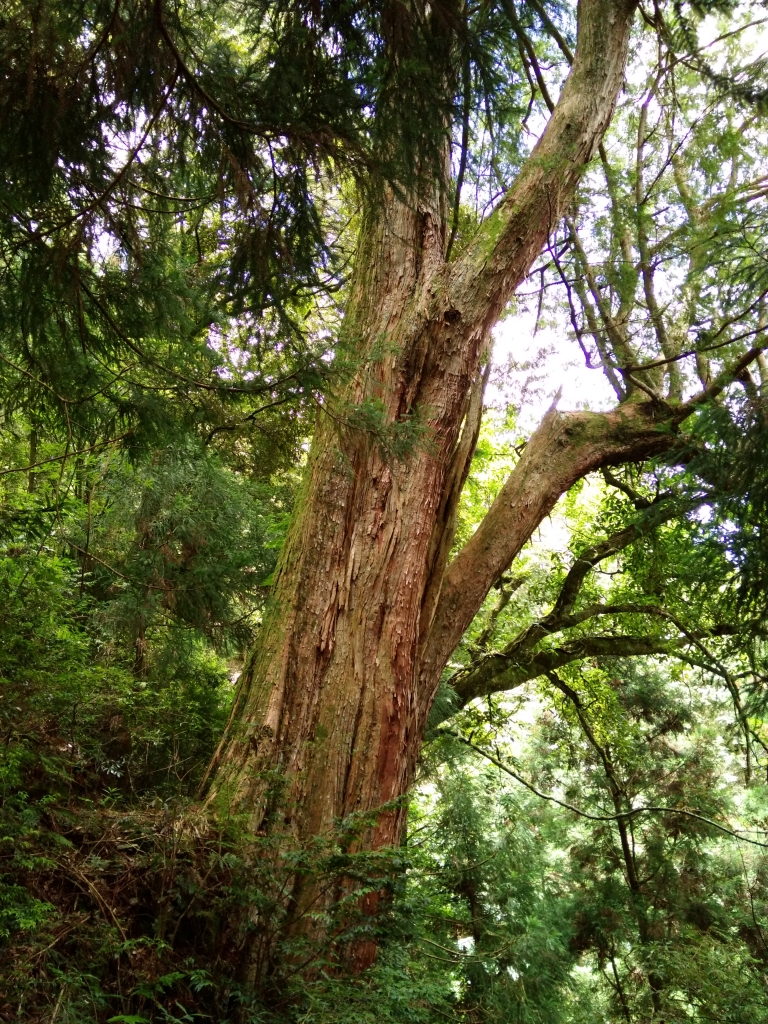 檜山巨木群步道_53591