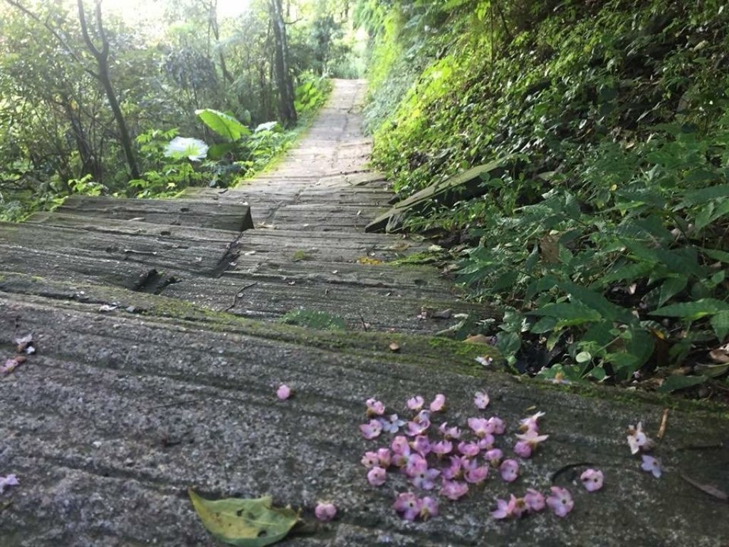 風情萬種雲嘉五連峰_427481