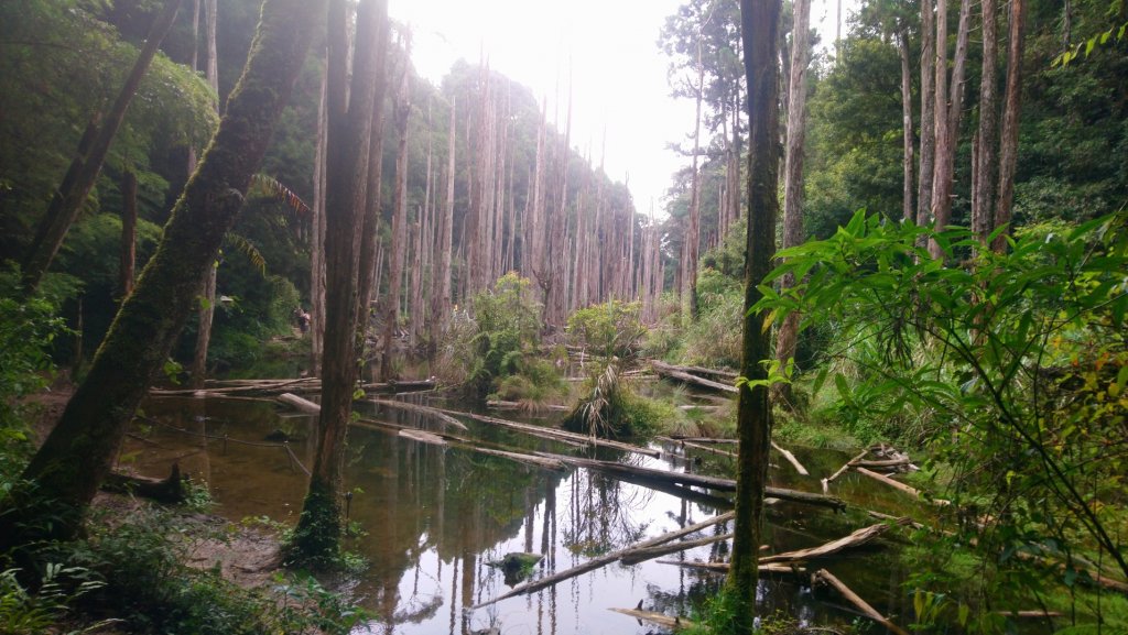 20220821金柑樹山忘憂森林封面圖