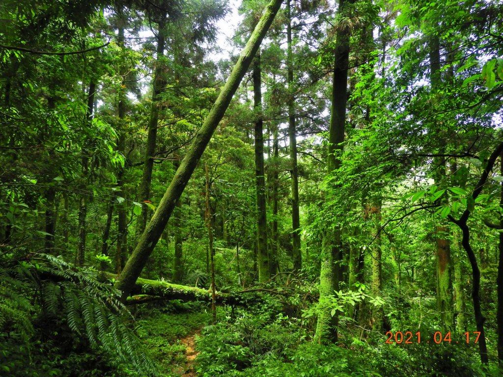 新北 坪林 東坑山、建牌崙山、梳妝樓山_1352107