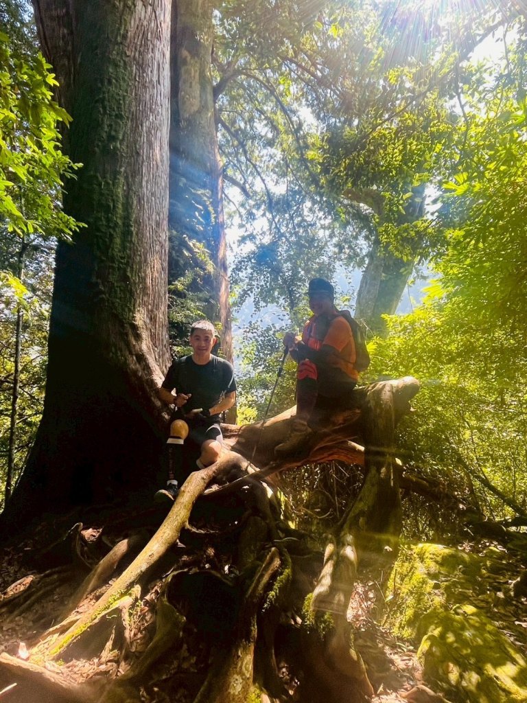 新竹 尖石 鎮西堡巨木群步道A線巨木群 毒龍潭_2885020