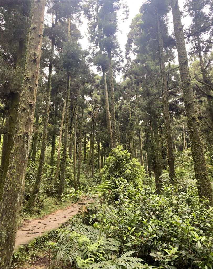 風櫃嘴-石梯嶺-擎天崗封面圖