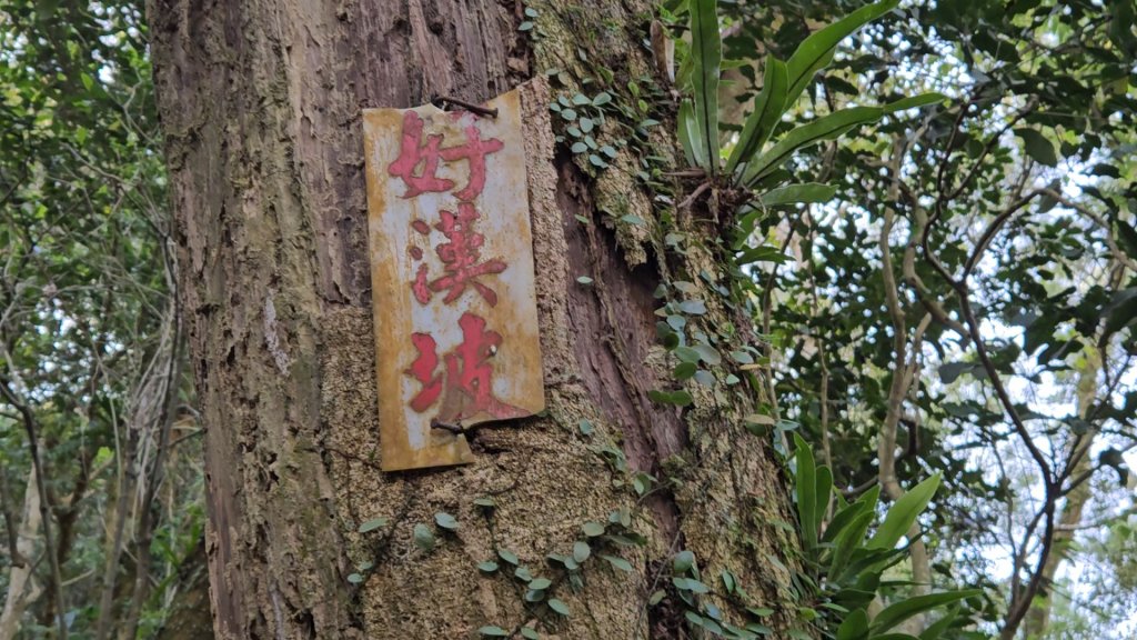 20251216太平山石門山小粗坑山O型+蕃薯藤TINA廚房_2972558