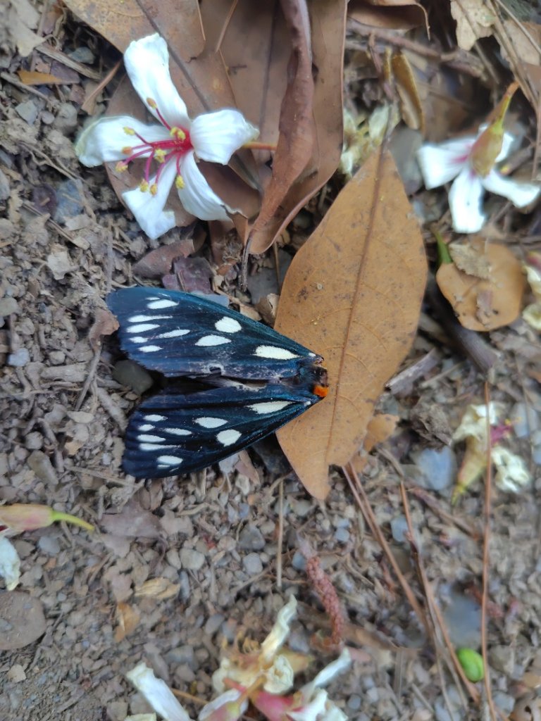 朝聖橋-射鹿部落-高燕部落-旗鹽山-排雲瀑布-沙拉灣瀑布_2771041