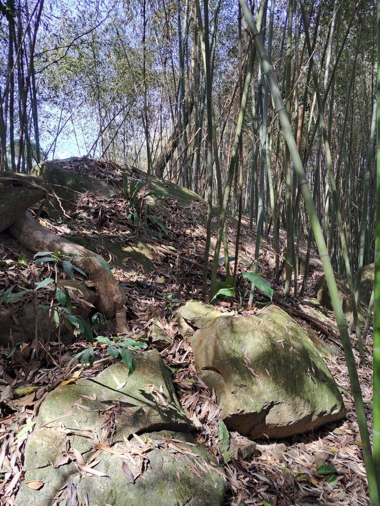 竹山八通關古道社寮段+陳東坑山+溪洲大山ｄ型走20230219_2037421
