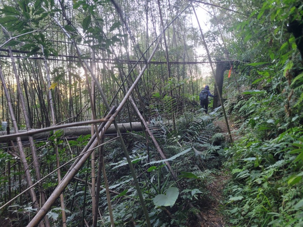 20231118 南插天山 魯培山 山毛櫸秘境_2355557