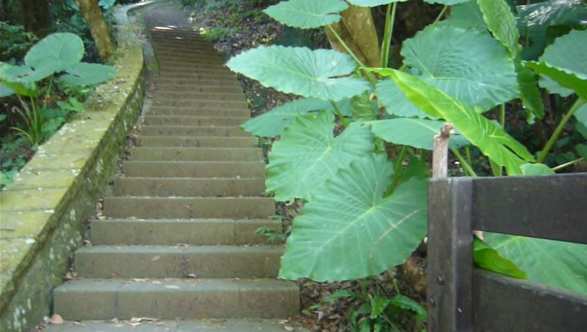 觀音山尋寶硬漢嶺/林梢步道/牛港稜山_1030577