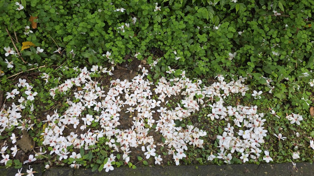 今年最美賞桐花秘境，瑪西賞桐步道，基隆七堵富民親水公園對岸。瑪陵坑溪秘境，台版亞馬遜雨林，苓蘭生態公_2782129