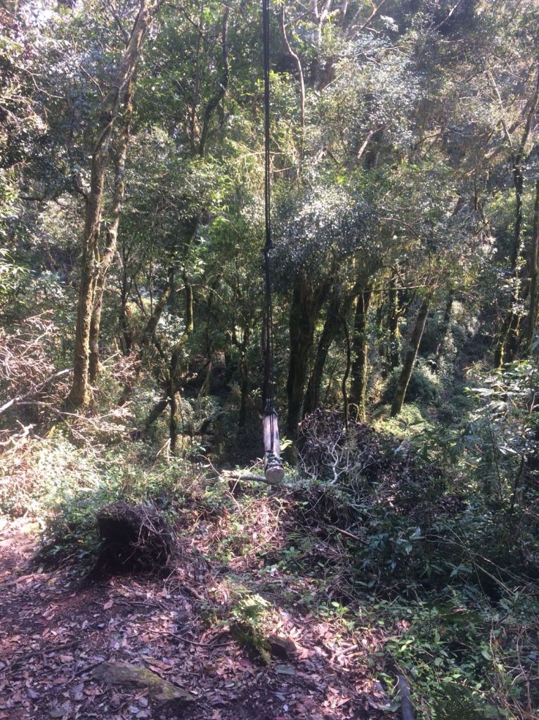 米羅山之木_292722