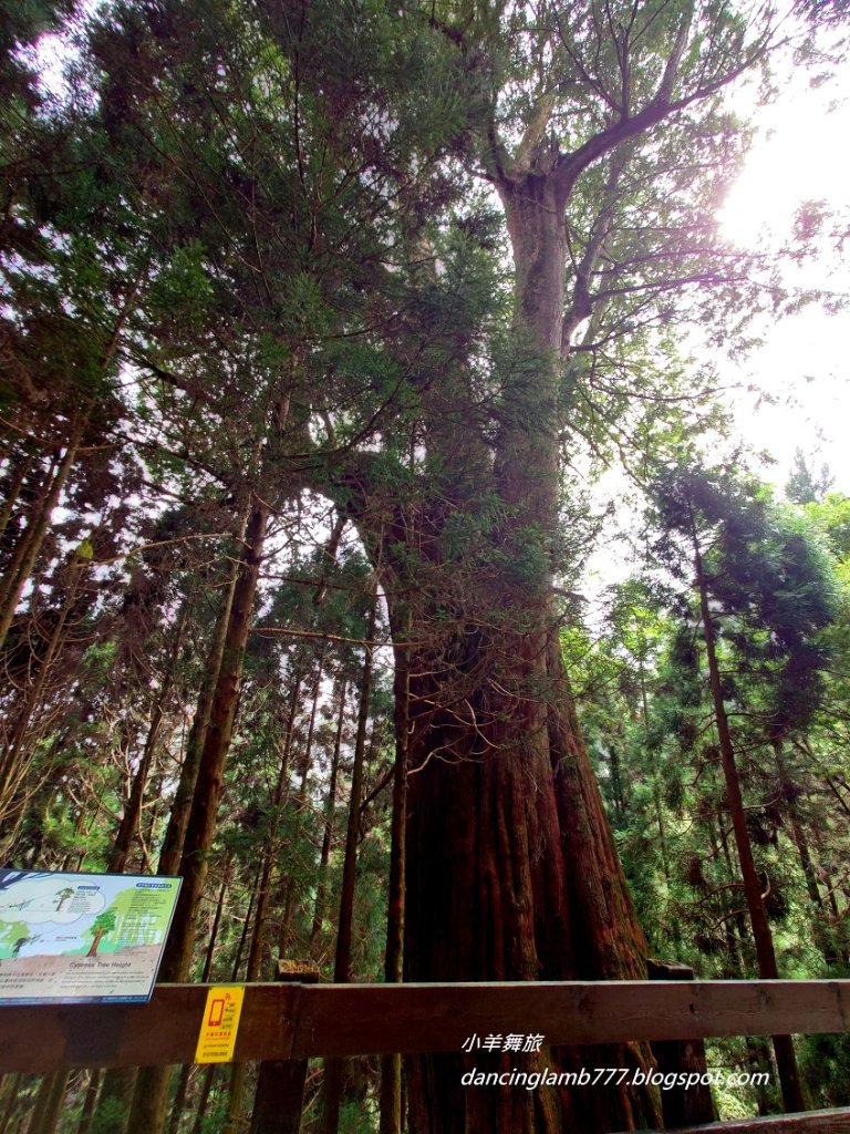【新竹】觀霧森林遊樂區：檜山巨木群步道_2397393