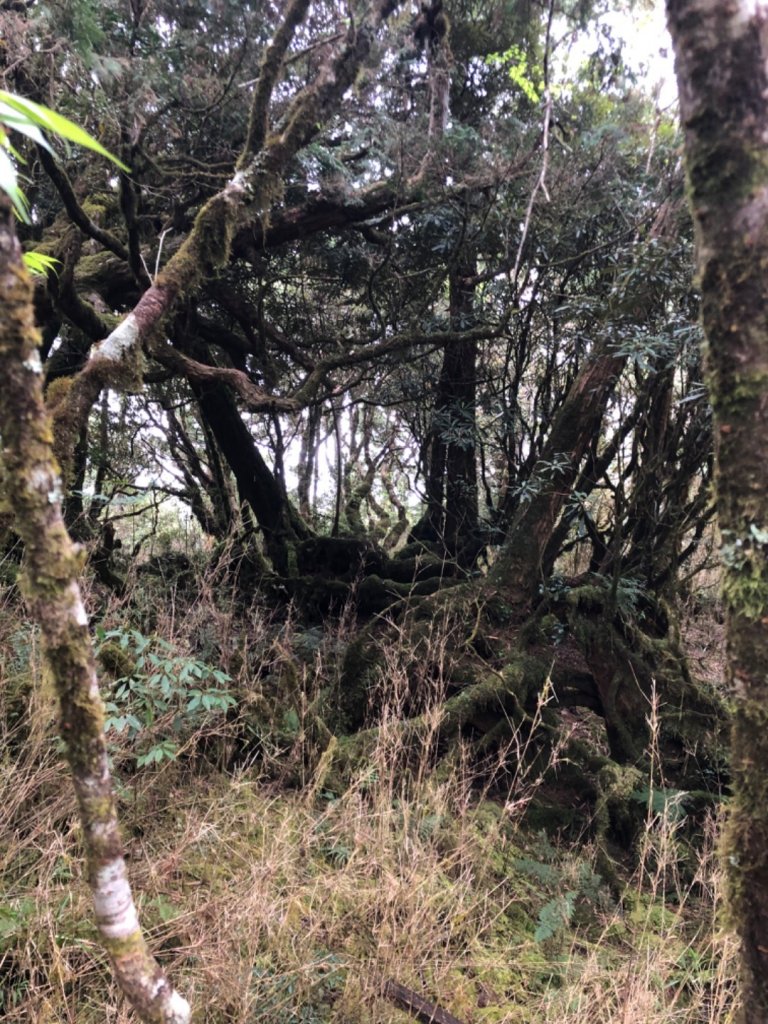 太平山檜木林20200401_899341