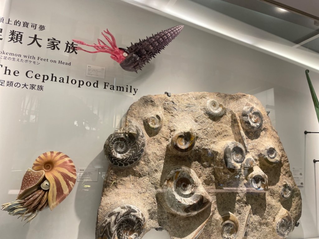 雨天備案💙 台灣博物館的古生代館-台大動植物館免費參觀-北投♨️季_2799005