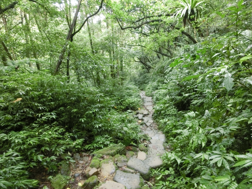 二格山（草湳Ｏ型）_93184