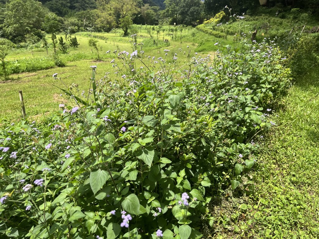 [淡蘭古道] 2024_0622 中路第四段-北勢溪古道_2533914