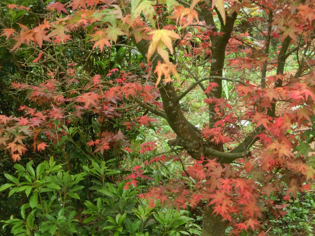 平菁街暮春紅槭封面圖