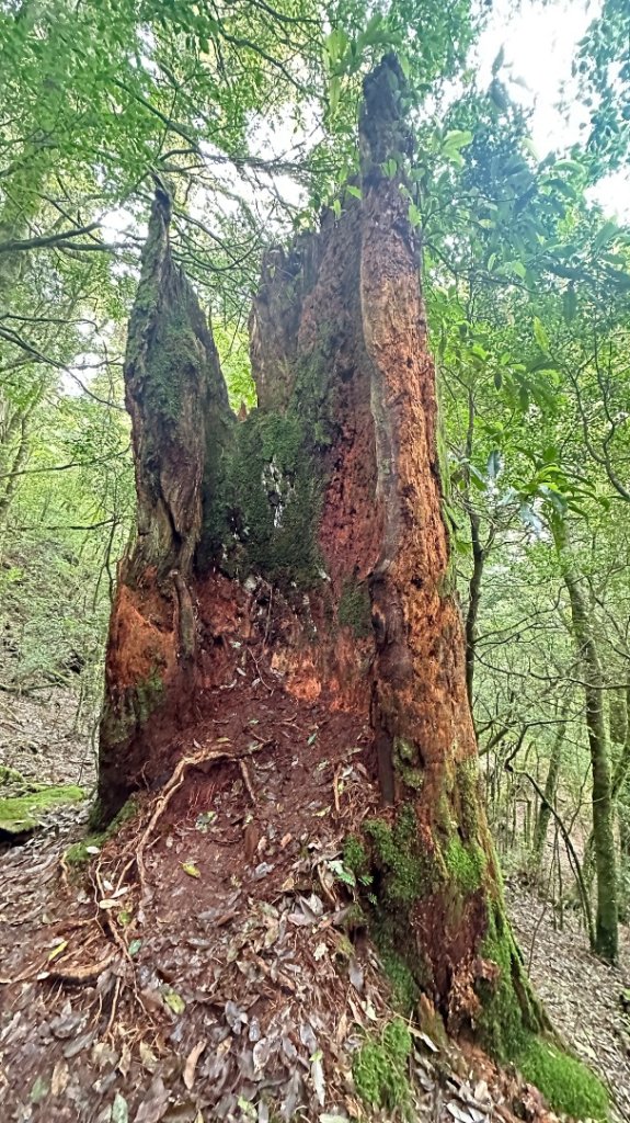 觀雪縱走_2836077