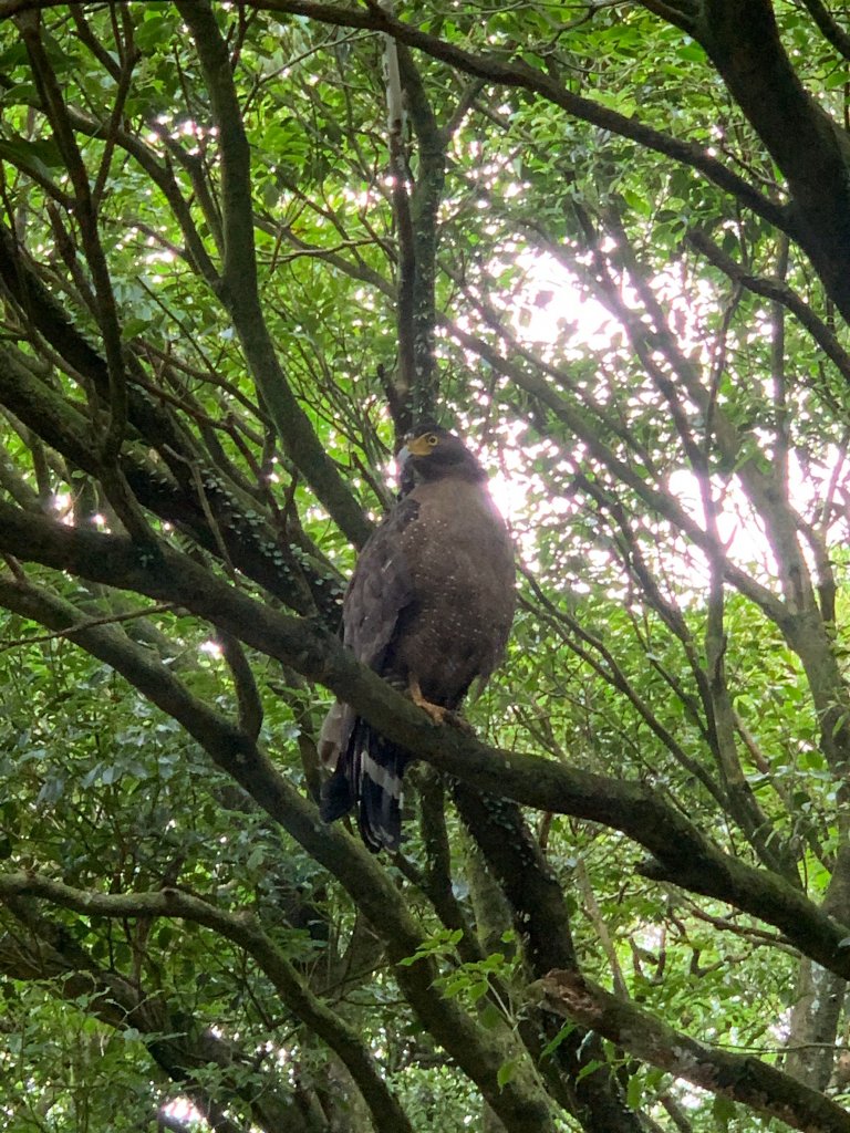 小觀音山大Ｏ_1002704