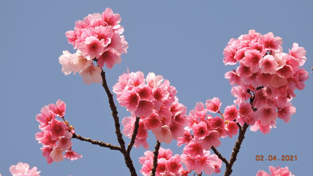 花花世界_1258575