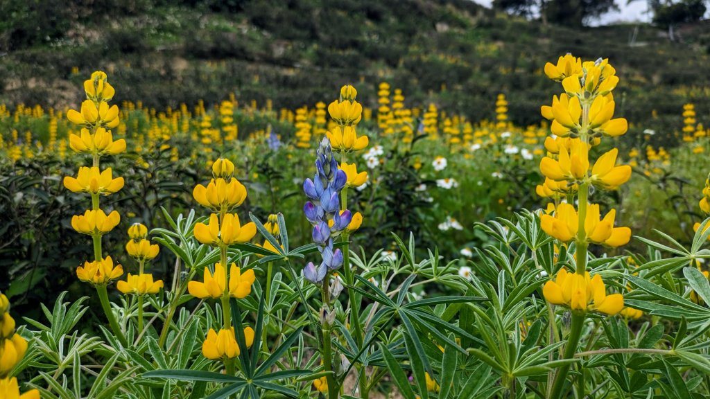 大北坑魯冰花封面圖