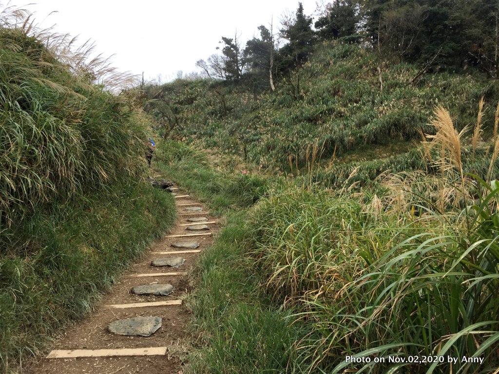 無雨無霧的宜蘭山毛櫸步道_1157130