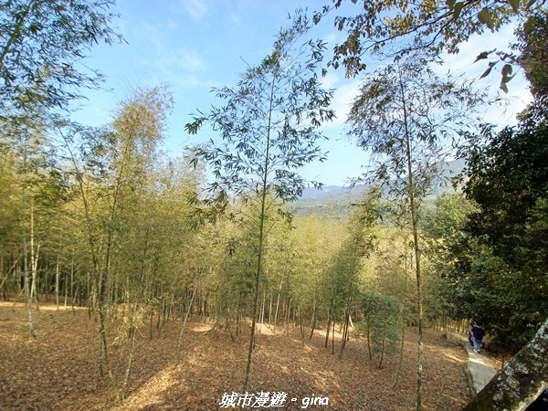 【南投魚池草屯】竹海漫步超悠閒。 孟宗竹林古戰場x中興新村_2071483