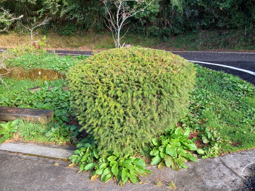 祝山觀日步道(小笠原山)_2649651