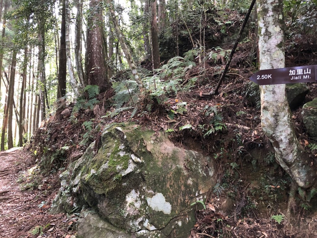 加里山登山步道（鹿場登山口啟登）_721526