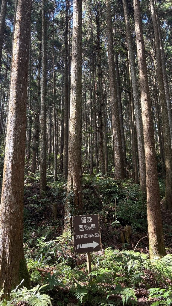 鵝黃色的優雅_2960248