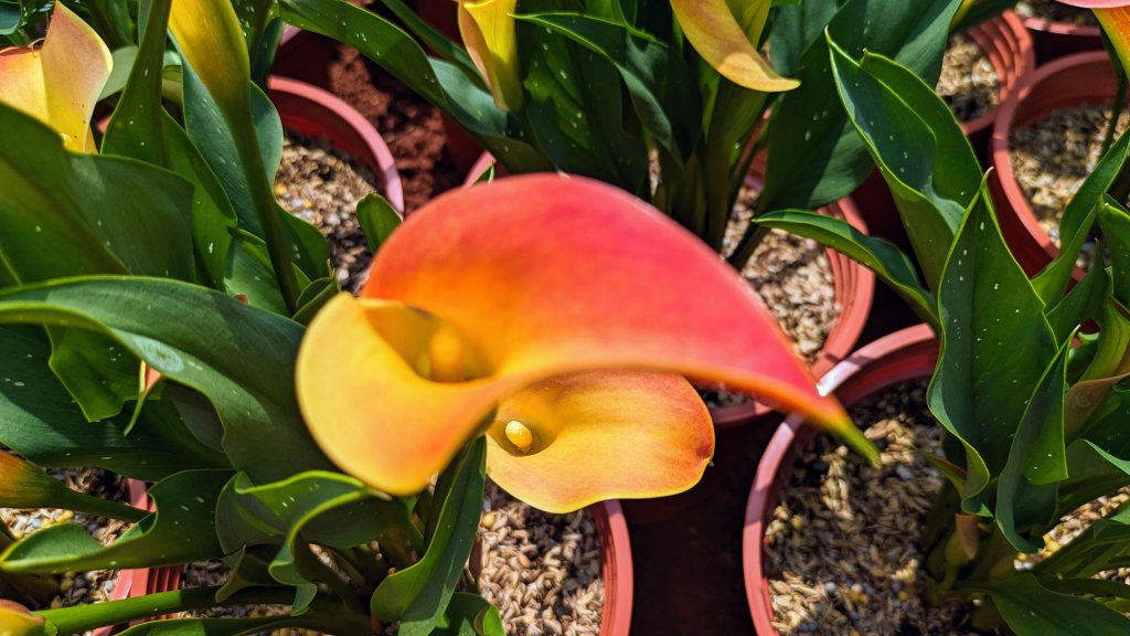 溪海花卉園區_2469902