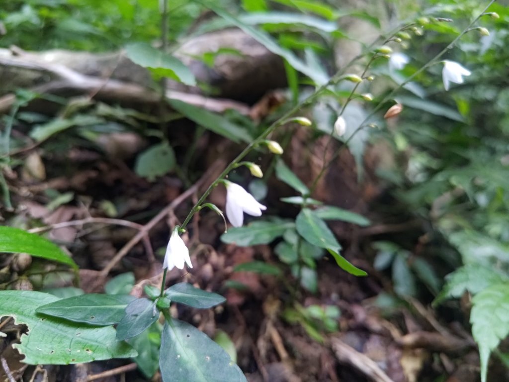 雙流森林遊樂區婆豬古山連走雙流瀑布帽子山_2652854