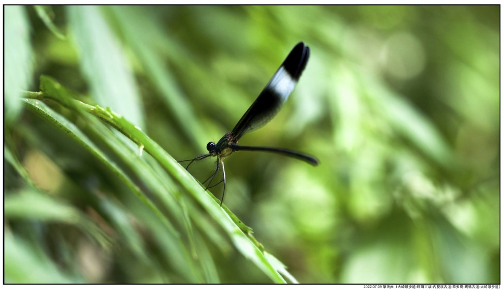 2022.07.09 〖大崎頭步道〗〖內雙溪古道〗【擎天崗】〖瑪礁古道〗【新圳頭山】〖大崎頭步道〗_1775211