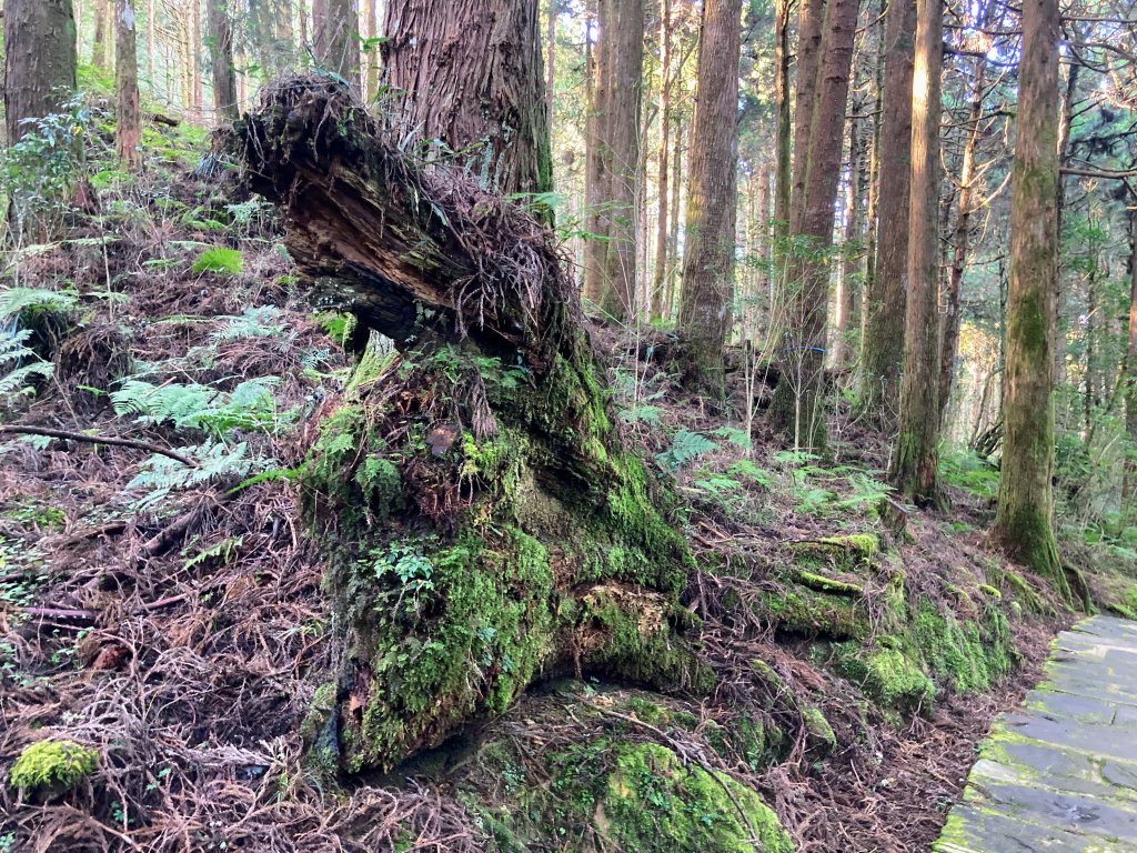 祝山觀日步道(小笠原山)_2649674