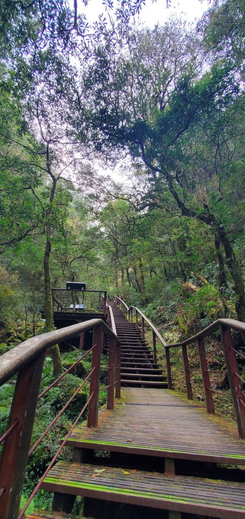 2024-03-16拉拉山神木群步道_2456044
