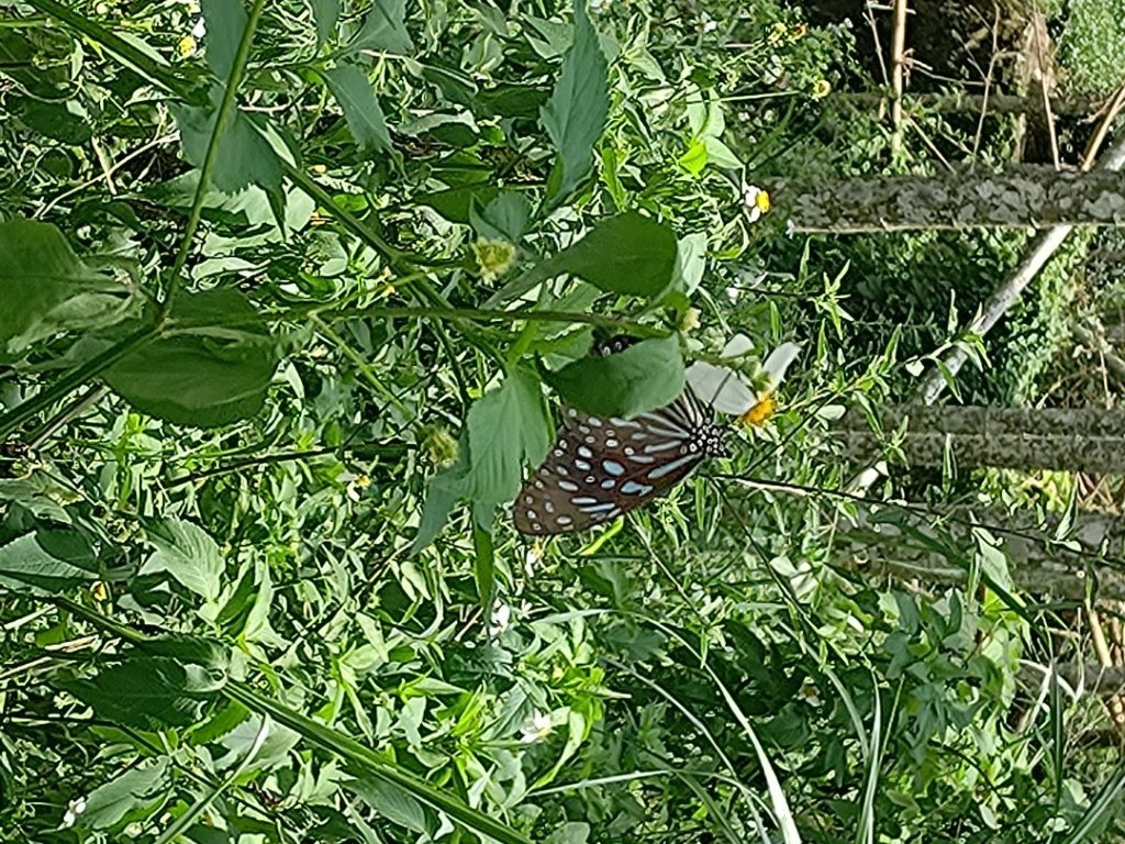 華山4-2號步道上雲嘉連峰_2579302