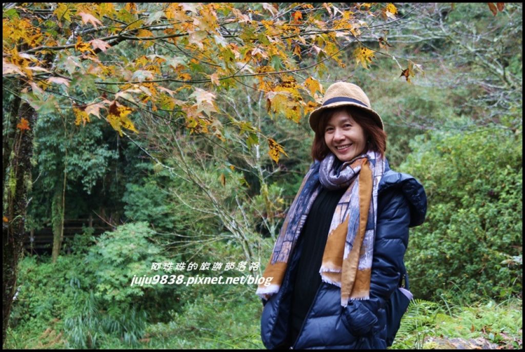 杉林溪。雲海。楓紅。浪漫水杉林。漫步穿林棧道_223253