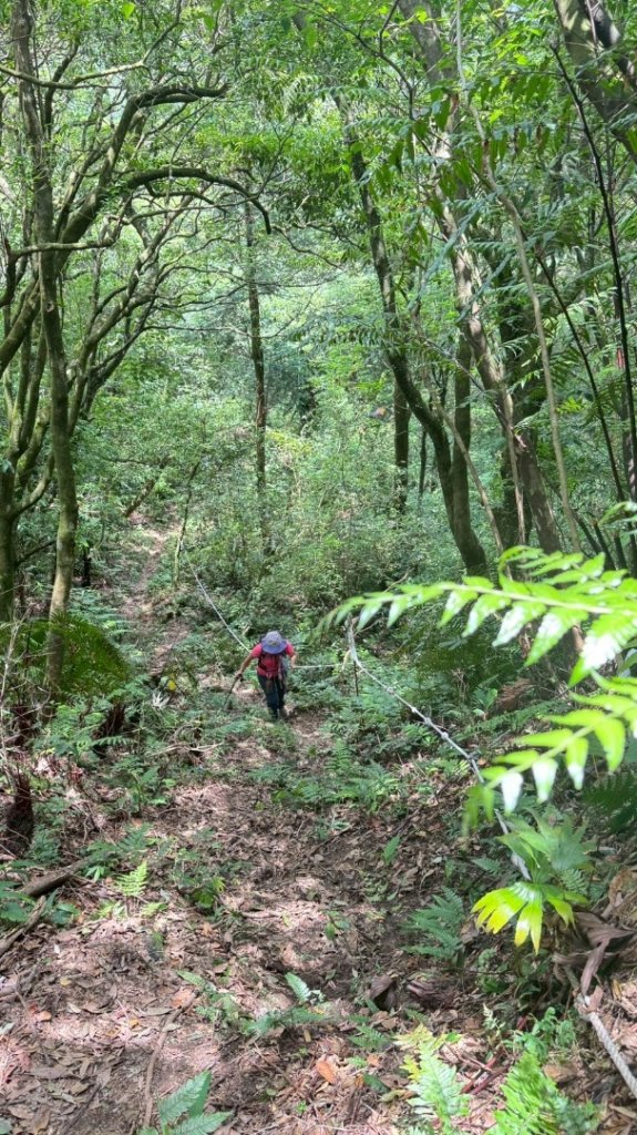 南勢坑山、鑽石峰、人面頭山、獅公髻尾山O走_2809783