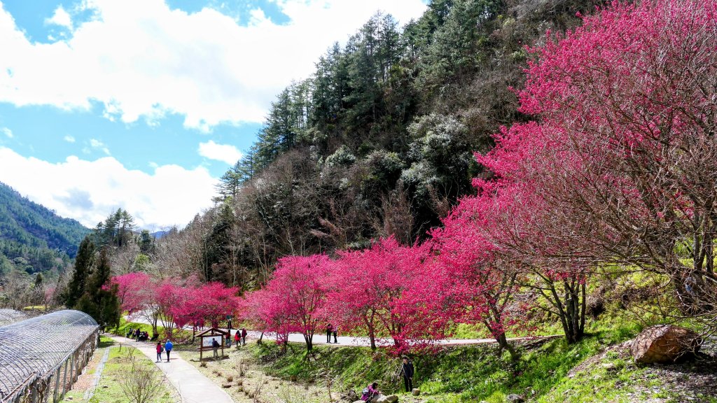 《踏莎行・武陵山櫻》封面圖