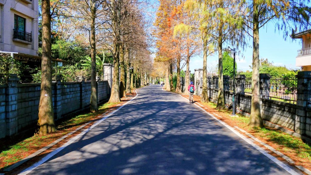 落羽松大道,龍潭大池_2976180