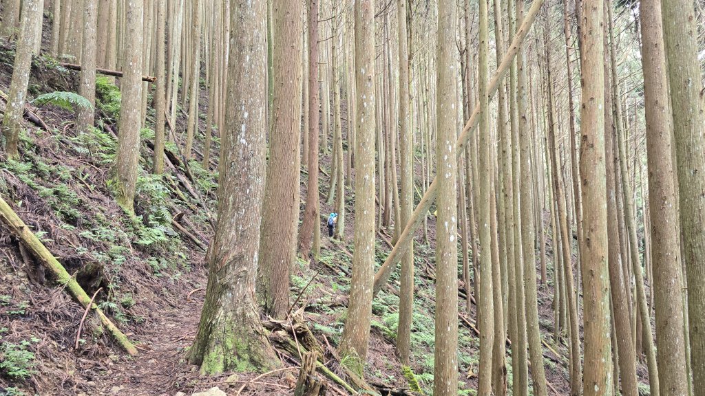 民都有山，夏日首選，好涼爽的中級山，新竹熱門登山景點，時而陽光穿林，時而濃霧彌漫，非常迷人。_2827245