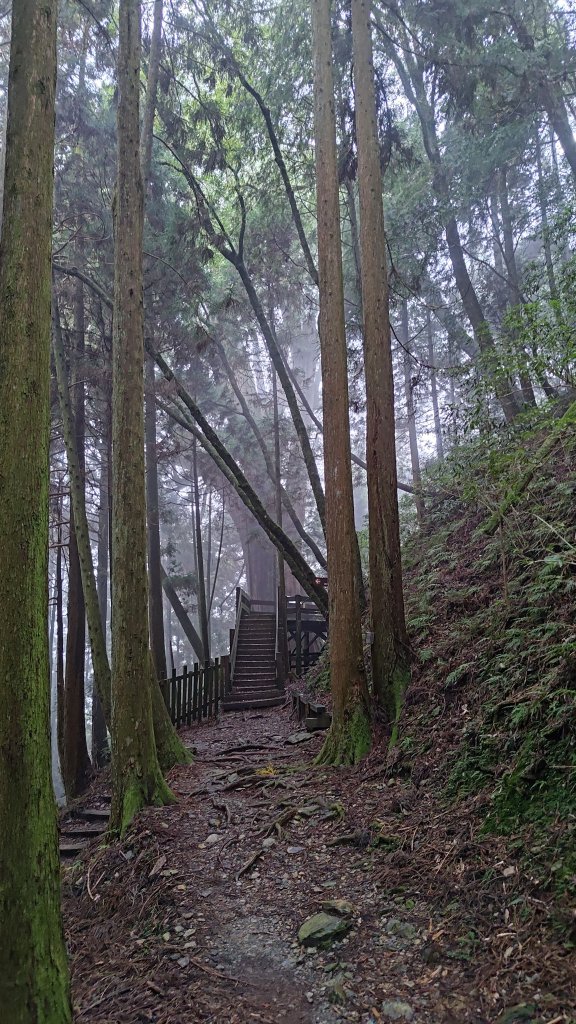 檜山巨木群_2918006