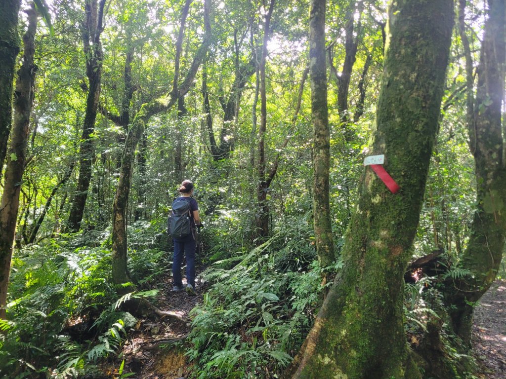20230812 志繼山 東眼山 拉卡山 卡外山  東眼四瞳 東眼山國家森林遊樂區_2245993